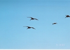 Pelicans-03