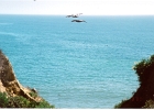 Pelicans-05