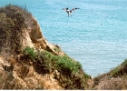 Pelicans-06
