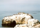 Santa Cruz Pelicans-03
