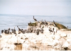 Santa Cruz Pelicans-04