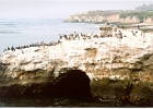 Santa Cruz Pelicans-05