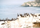 Santa Cruz Pelicans-06