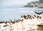 Santa Cruz Pelicans-07