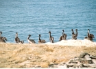 Santa Cruz Pelicans-10
