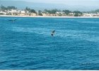 Santa Cruz Pelicans-11