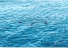 Santa Cruz Seals-01