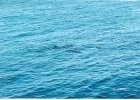 Santa Cruz Seals-02