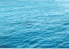 Santa Cruz Seals-03