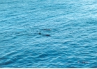Santa Cruz Seals-04