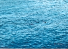 Santa Cruz Seals-05