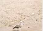 StinsonBeach-40