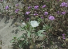 MVC02126