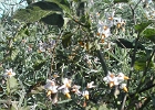 DSCN0529