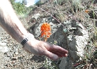 DSCN0667