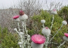 DSCN0701
