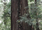 DSCN0982