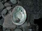 lostcoast308_small.jpg