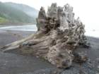 lostcoast398_small.jpg