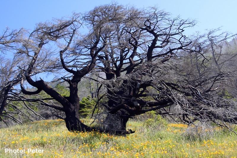 tree.jpg