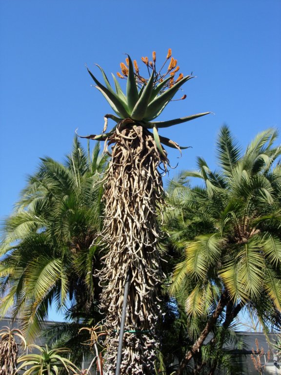 pasadena028.jpg
