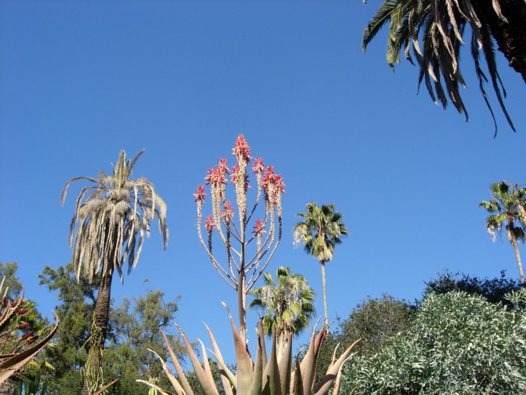 pasadena039.jpg