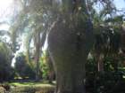 pasadena050_small.jpg