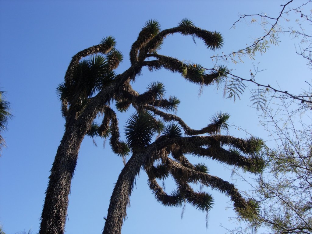 pasadena059.jpg