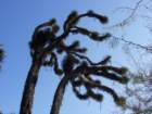 pasadena059_small.jpg