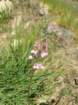 yosemiteloop239_small.jpg