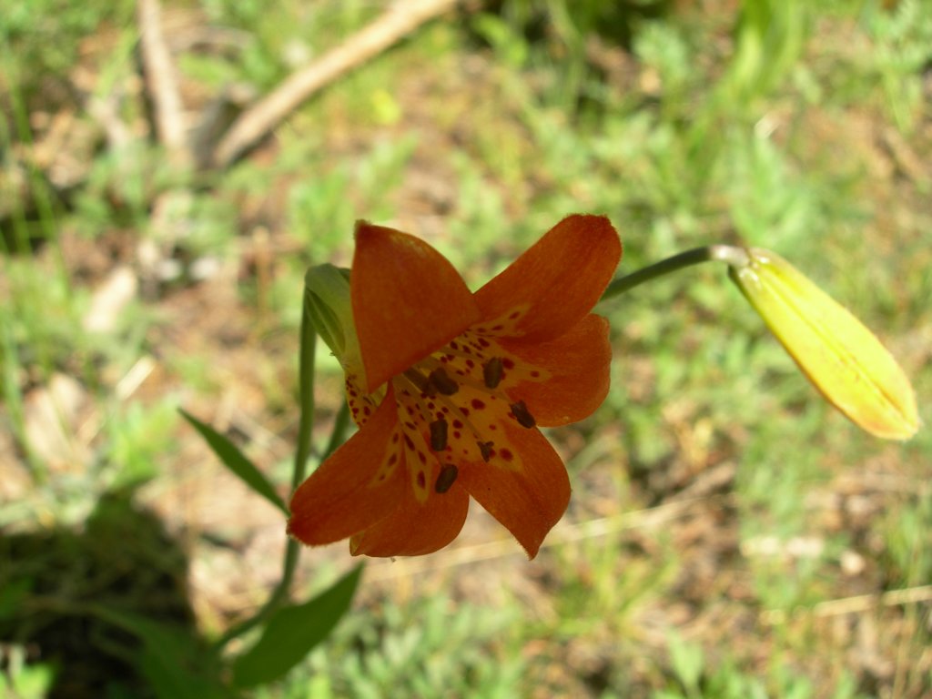 yosemiteloop440.jpg