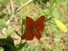 yosemiteloop440_small.jpg