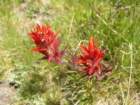 isbergpass140_small.jpg