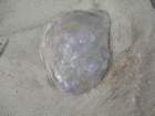 wildcatcamp032_small.jpg