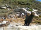 ca_trip07111_small.jpg