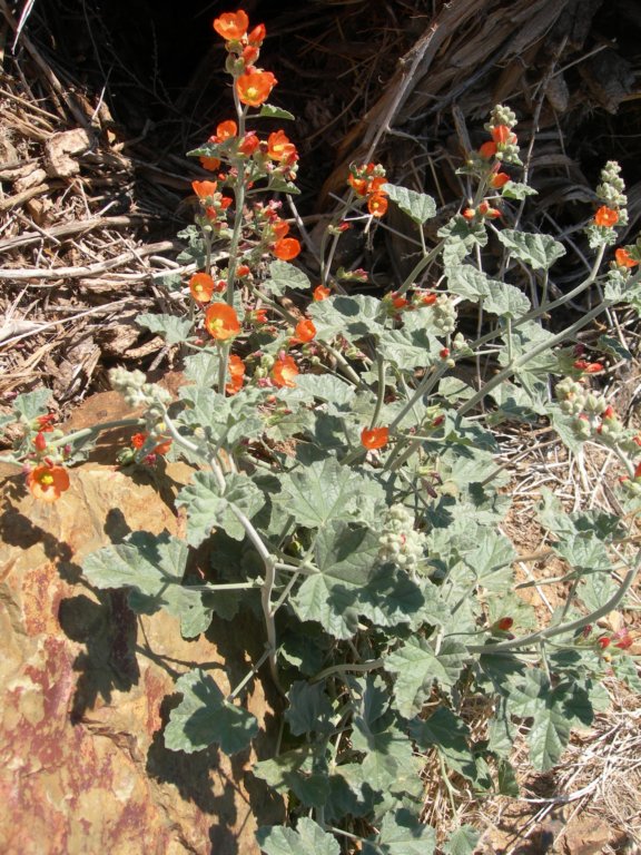 ca_trip07323.jpg