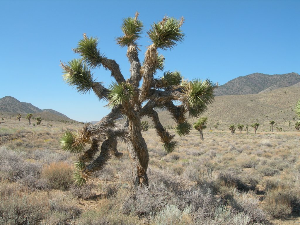 ca_trip07329.jpg