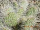 ca_trip2007370_small.jpg