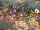pointarena108_small.jpg