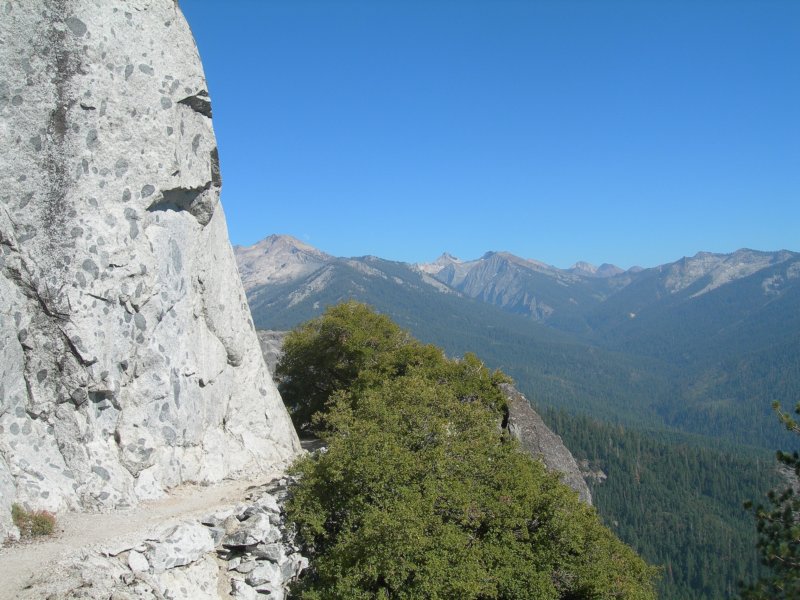 sequoianp063.jpg