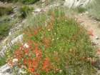 sequoianp156_small.jpg