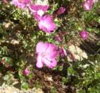 sequoianp266_small.jpg