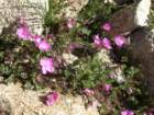 sequoianp267_small.jpg
