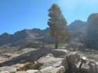 sequoianp275_small.jpg