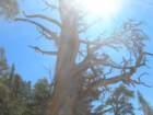 sequoianp301_small.jpg