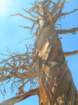 sequoianp303_small.jpg