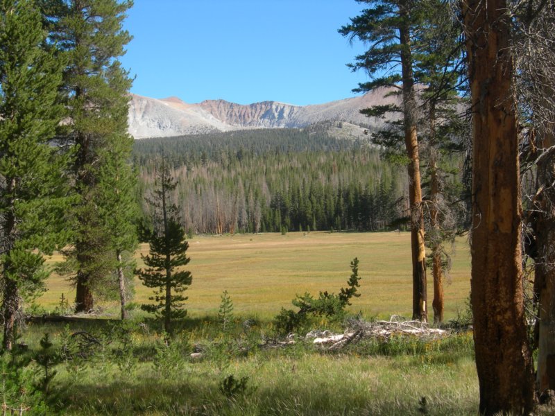 sequoianp362.jpg