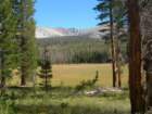 sequoianp362_small.jpg