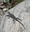 sequoianp374_small.jpg