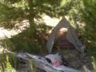 sequoianp382_small.jpg